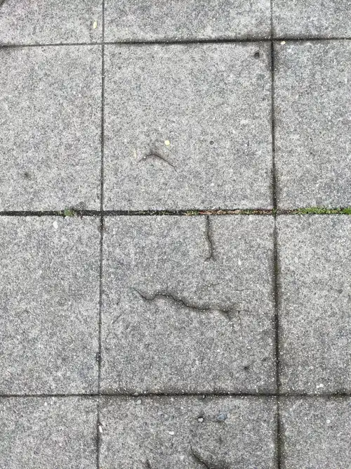 A face formed by cracks in the sidewalk